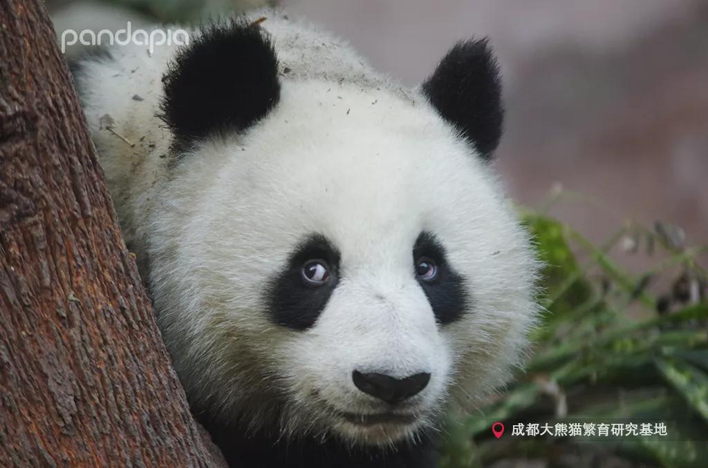 优选推荐“微信小程序熊猫麻将到底有没有挂”-太坑了原来有挂