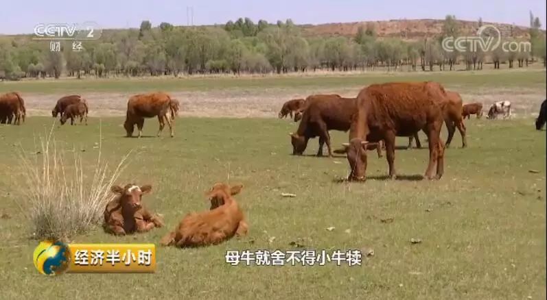 实测分享“老铁牛牛新版教程方法!其实确实有挂的