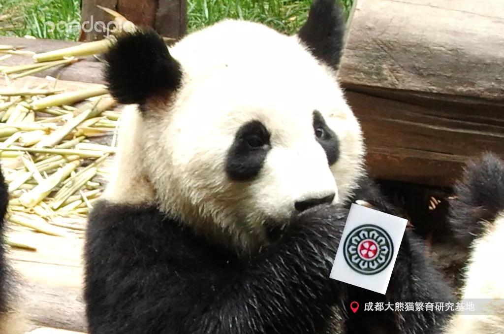 我来教教大家“熊猫麻将开挂软件教程!其实确实有挂